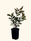 Acmena Hemilampra