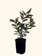 Acmena Hemilampra