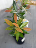 Acmena Hemilampra