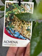 Acmena Hemilampra