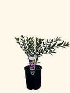 Acmena Small Lilly Pilly