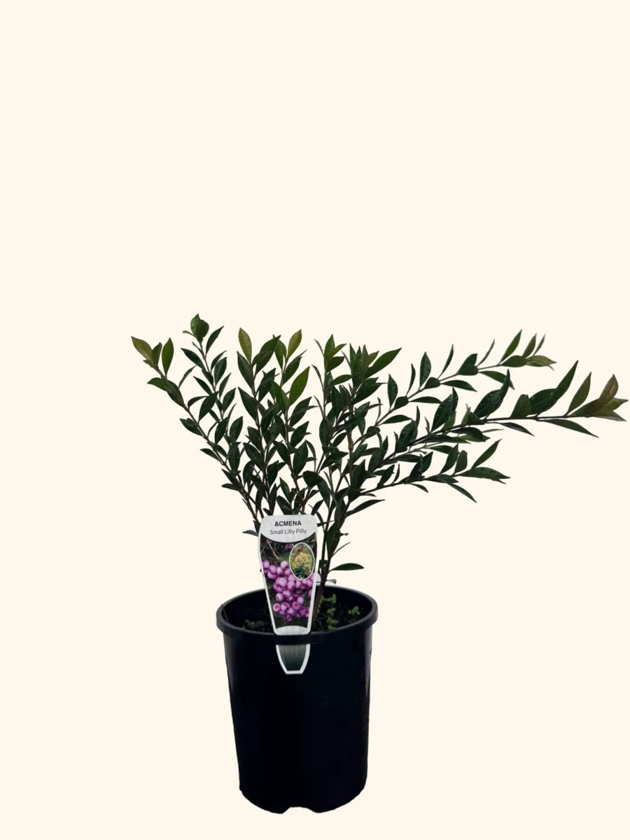 Acmena Small Lilly Pilly