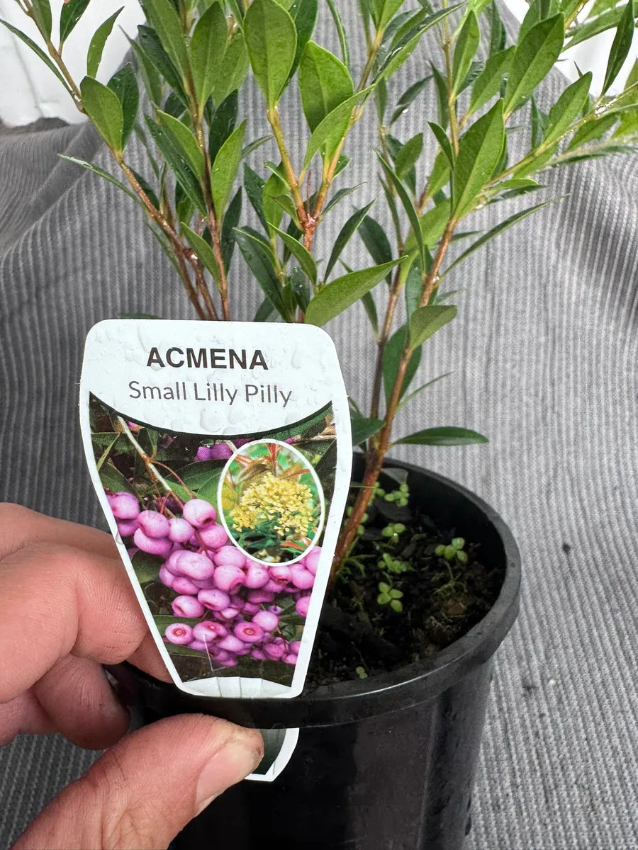 Acmena Small Lilly Pilly