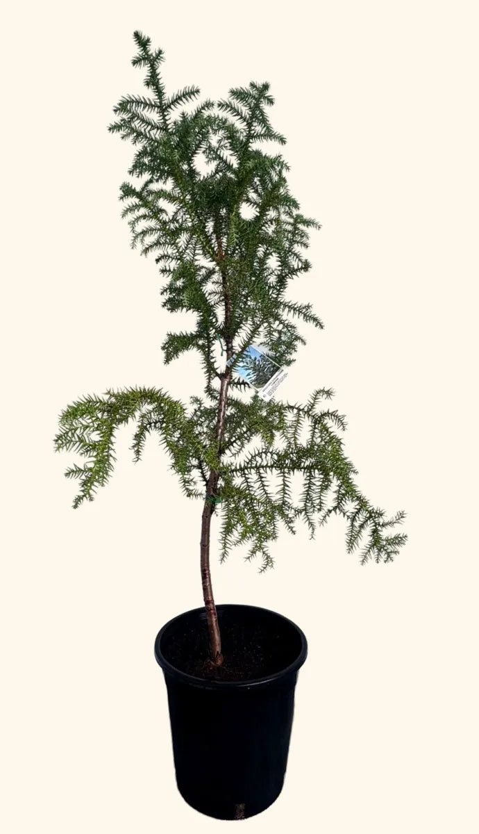 Araucaria Cunninghamii Hoop Pine