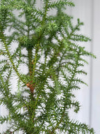 Araucaria Cunninghamii Hoop Pine