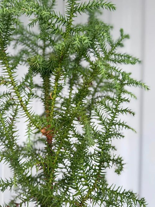 Araucaria Cunninghamii Hoop Pine