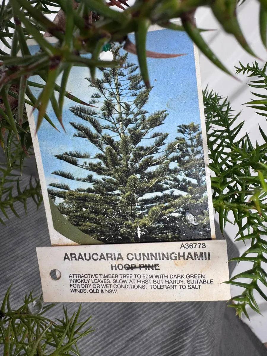 Araucaria Cunninghamii Hoop Pine